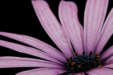 purple flower